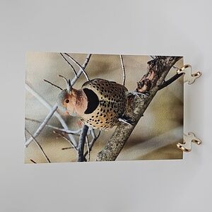 4x6 Northern‎ Flicker Bird Photography Oil Painting Print